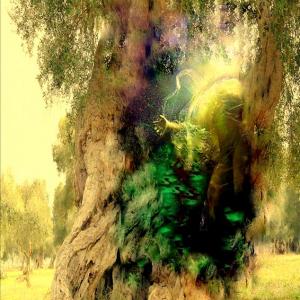 "Potentia divina gratia In Urlo d’Ulivo”di Rosa Didonna "Potentia divina gratia In Urlo d’Ulivo”di Rosa Didonna