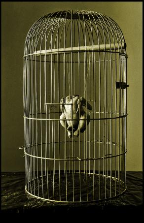 Invidia metropolitana