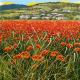 Marco Saporiti - Campo di papaveri  