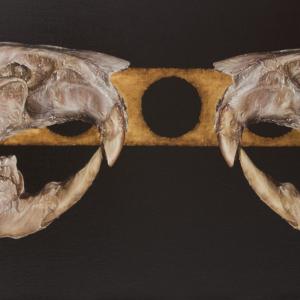 The rats are following