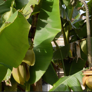 Rethinking the Ritual 