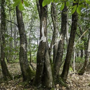 Flying Owl side view