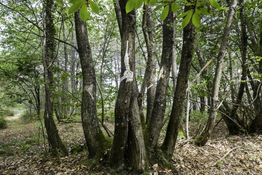 Flying Owl side view