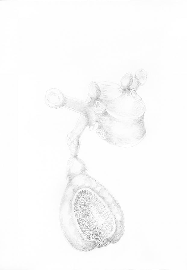 Evoluzione convergente # 2 (ossofico) Evoluzione convergente # 2 (ossofico)