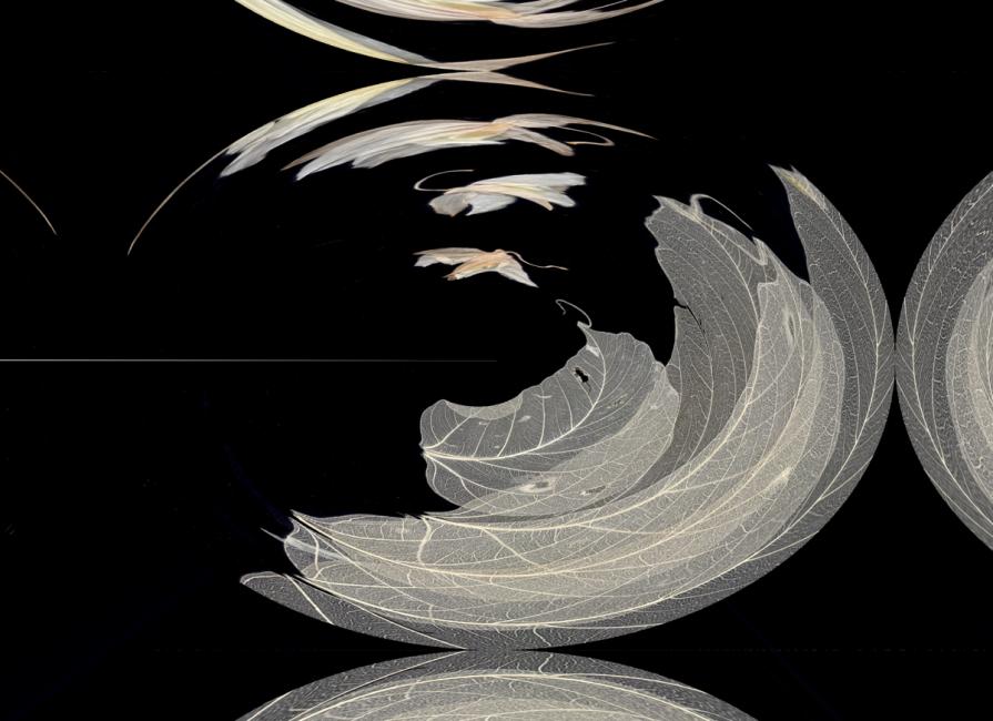 Boccaccio-the divine order