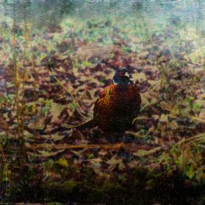Pheasant in the garden / Nature's Christmas present