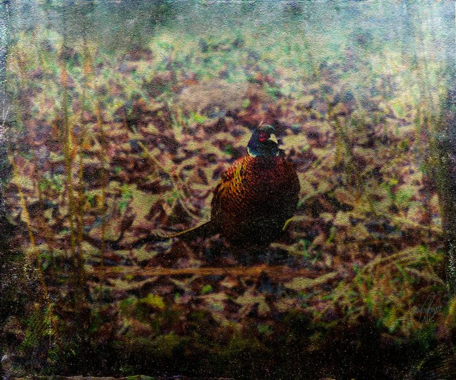 Pheasant in the garden / Nature's Christmas present