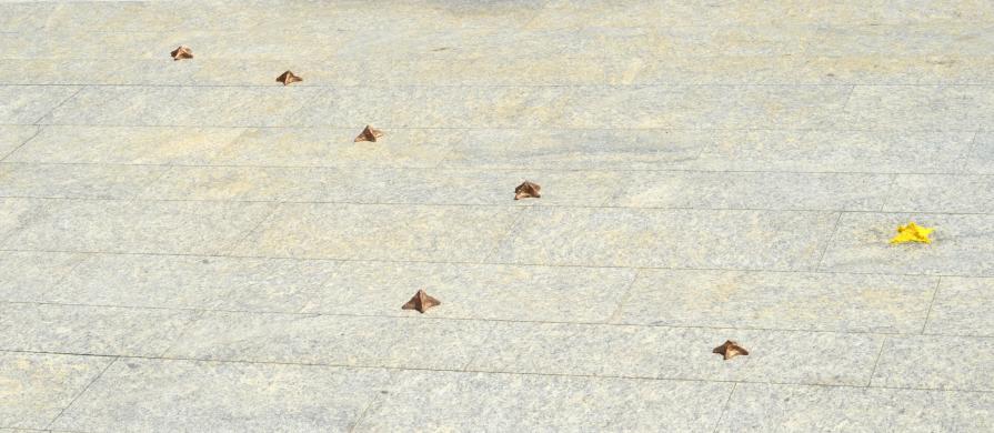 Great Bear Great Bear