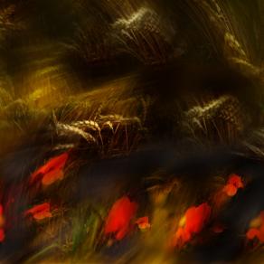 affianco a me sul autostrada del sole,tramonto sul campo di grano