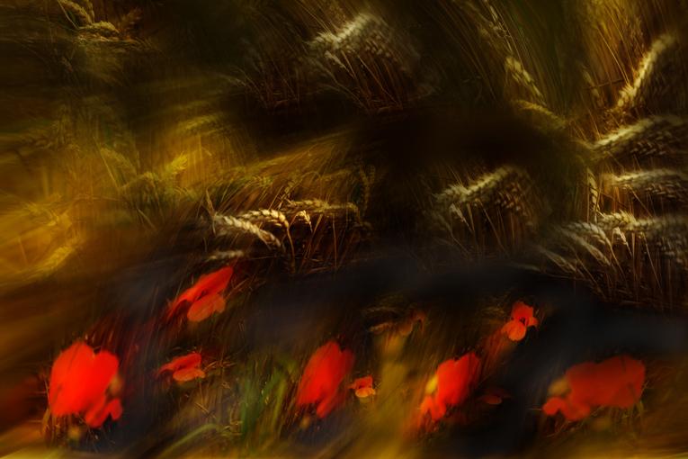 affianco a me sul autostrada del sole,tramonto sul campo di grano