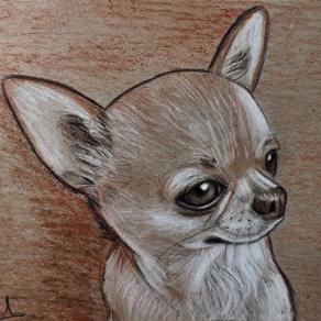 chihuahua 