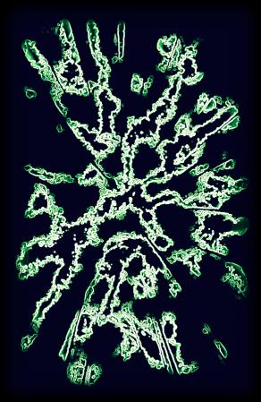 Forma Experimentale 14