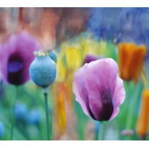 Fiori di campo Fiori di campo