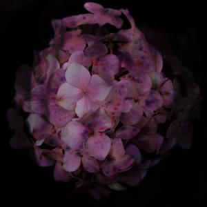 Nella buona e nella cattiva sorte Nella buona e nella cattiva sorte