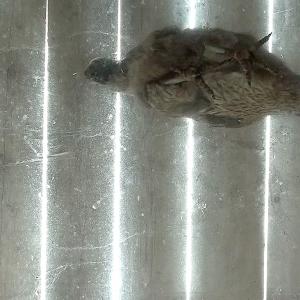 RAW Material - video Installation / (project Bypass)