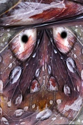 goccie di rugiada 01