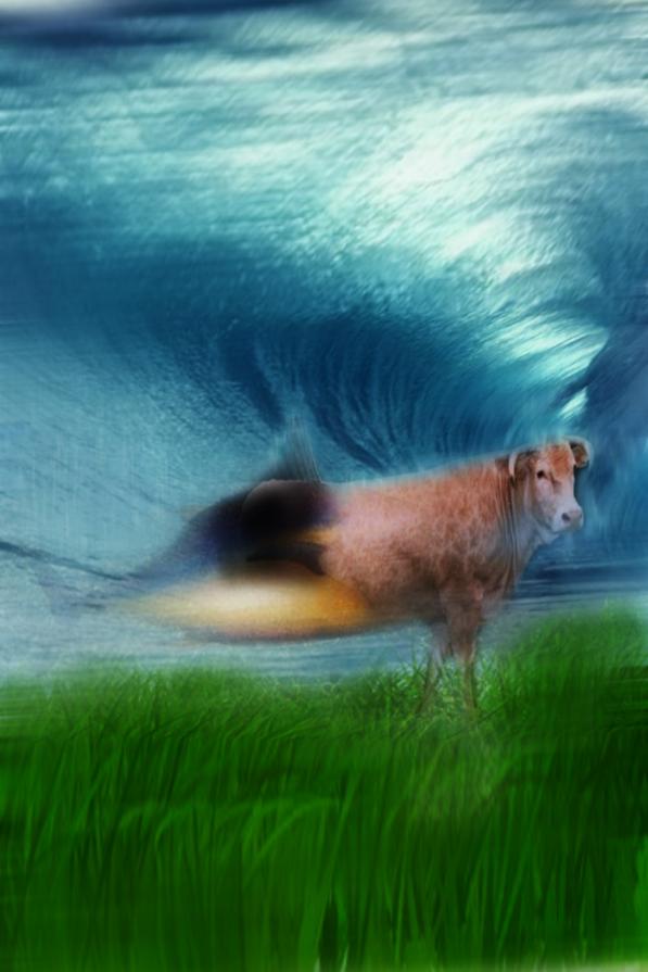 oggi il mio amico ezio mangia tonnatovitello