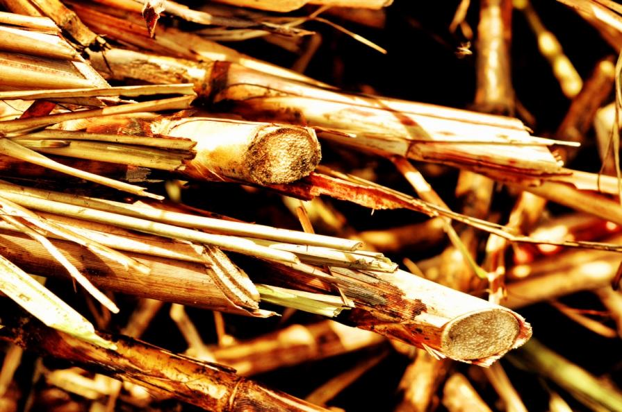 Sugar Cane