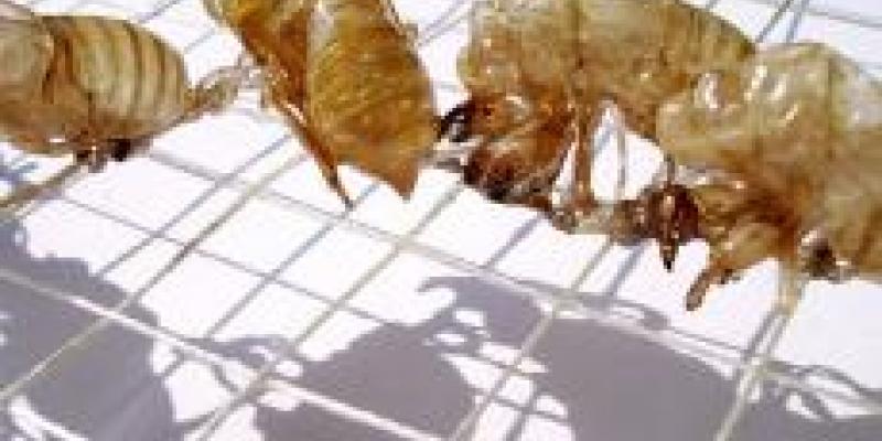 ARTISTA DEL MESE G.A.I. ARTISTA DEL MESE G.A.I.