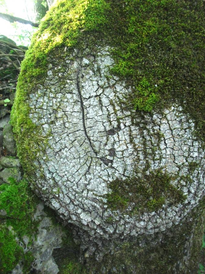 SCHERZI DELLA NATURA