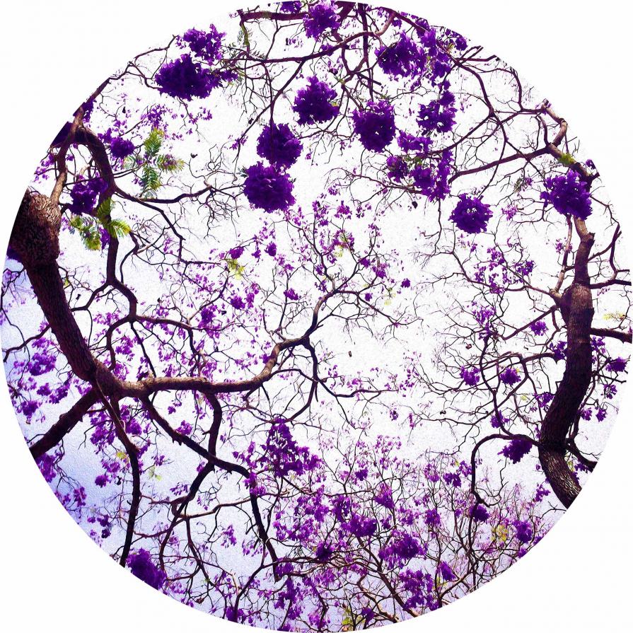 Jacaranda in the Round