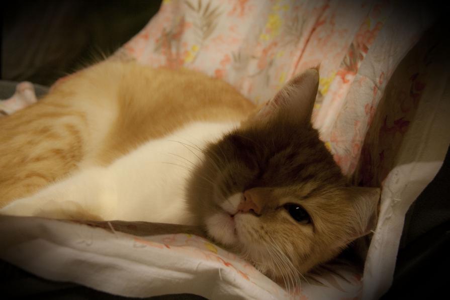 Attesa… TiNa Dorme e Non Piglia Pesci