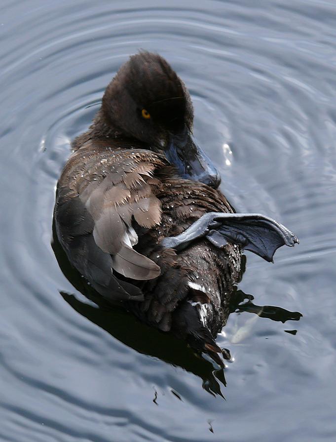 Little Morton resident