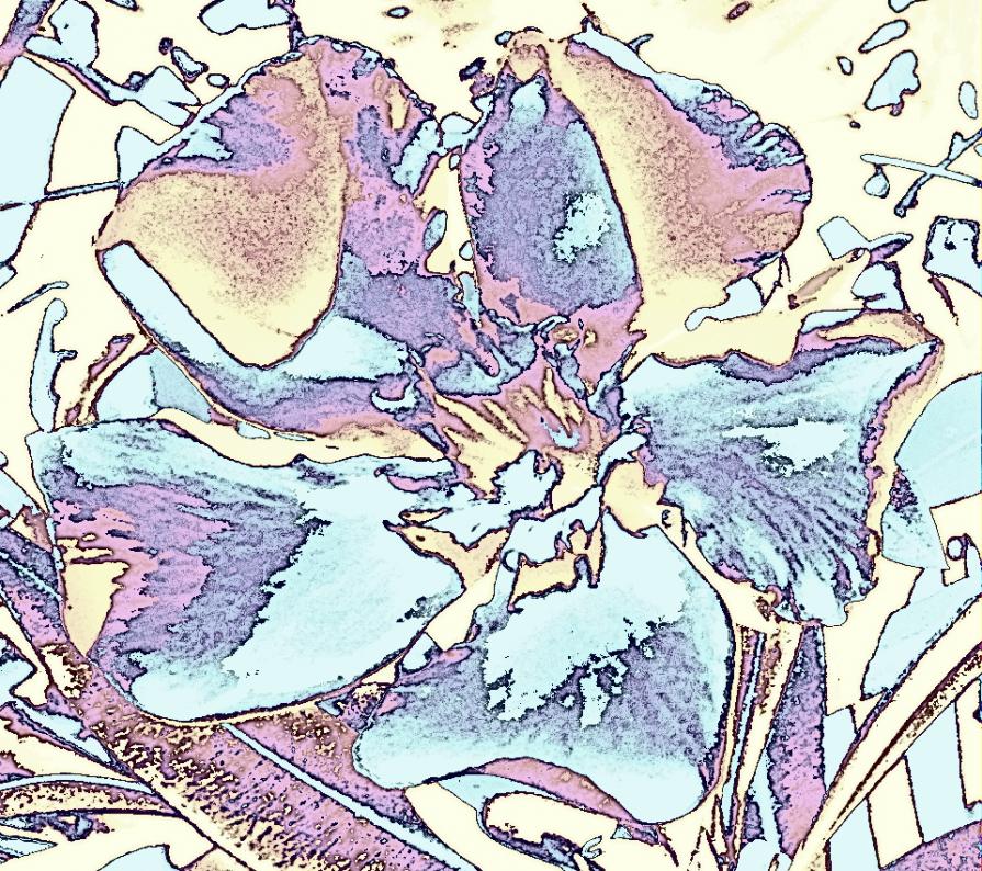 Nerium oleander - 2016 Spring @ Creta 1