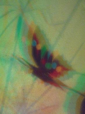 I COLORI DELLA BIODIVERSITÀ