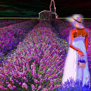 In un mare di lavanda vorrei fare bracciate di meraviglia.